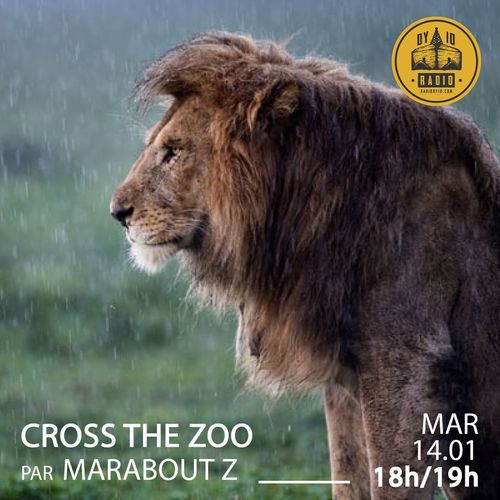#16 Marabout Z - 04/01/2020
